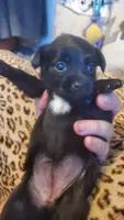 Black white chest girl tcup, a female Chihuahua for sale in Sacramento, CA – 9 of 10