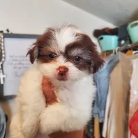  #7 Midget boy, a male Shih Tzu for sale in Sacramento, CA – 2 of 10