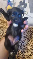 Black white chest girl tcup, a female Chihuahua for sale in Sacramento, CA – 5 of 10