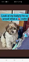 New shitzu baby alert , a female Shih Tzu for sale in Sacramento, CA – 4 of 5
