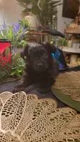 All black long hair chihuahua boy, a male Chihuahua for sale in Sacramento, CA – 5 of 10