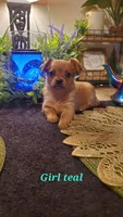 Girl tan baby, a female Chihuahua for sale in Sacramento, CA – 10 of 10