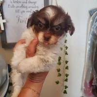 #1, a male Shih Tzu for sale in Sacramento, CA – 5 of 10