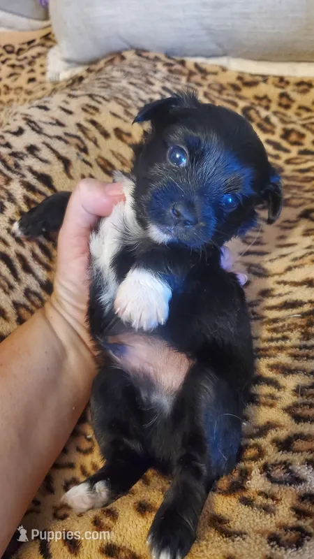 Black and white paw boy – Chihuahua puppy for sale in Sacramento, CA
