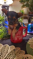 Yorkie t-cup boy micro mini, a male Yorkshire Terrier for sale in Sacramento, CA – 7 of 8