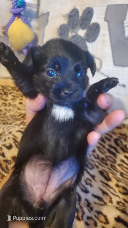 Black white chest girl tcup – Chihuahua puppy for sale in Sacramento, CA