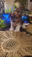 Cute face boy, a male Shih Tzu for sale in Sacramento, CA – 2 of 10