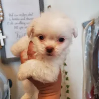 #4, a male Shih Tzu for sale in Sacramento, CA – 8 of 10