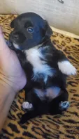 Black and white paw boy, a male Chihuahua for sale in Sacramento, CA – 10 of 10