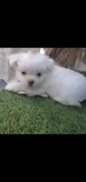 Little White ghostie boy for halloween, a male Shih Tzu for sale in Sacramento, CA – 6 of 10