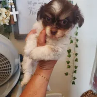 #1, a male Shih Tzu for sale in Sacramento, CA – 4 of 10