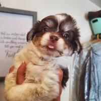 #1, a male Shih Tzu for sale in Sacramento, CA – 6 of 10