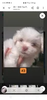 #3, a male Shih Tzu for sale in Sacramento, CA – 10 of 10