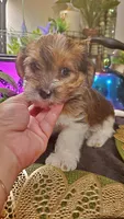 Cute face boy shih-tzu, a male Shih Tzu for sale in Sacramento, CA – 2 of 10