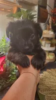 All black long hair chihuahua boy, a male Chihuahua for sale in Sacramento, CA – 4 of 10