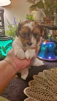 Cute face boy shih-tzu, a male Shih Tzu for sale in Sacramento, CA – 3 of 10