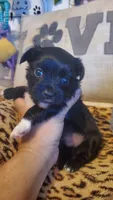 Black and white paw boy, a male Chihuahua for sale in Sacramento, CA – 9 of 10