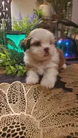 Tongue 👅 , a male Shih Tzu for sale in Sacramento, CA – 10 of 10