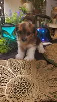 Cute face boy shih-tzu, a male Shih Tzu for sale in Sacramento, CA – 4 of 10