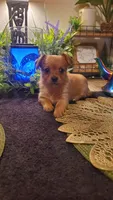 Baby tan girl , a female Chihuahua and Yorkshire Terrier for sale in Sacramento, CA – 10 of 10