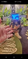 Yorkie girl fluffy, a female Yorkshire Terrier for sale in Sacramento, CA – 4 of 8