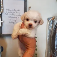 #2, a female Shih Tzu for sale in Sacramento, CA – 3 of 10