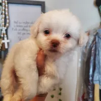 #3, a male Shih Tzu for sale in Sacramento, CA – 2 of 10