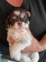 #1, a male Shih Tzu for sale in Sacramento, CA – 8 of 10