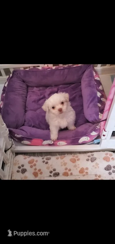 Little white ghostie girl for halloween – Shih Tzu puppy for sale in Sacramento, CA