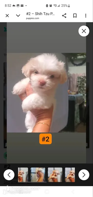 #2, a female Shih Tzu for sale in Sacramento, CA – 1 of 10