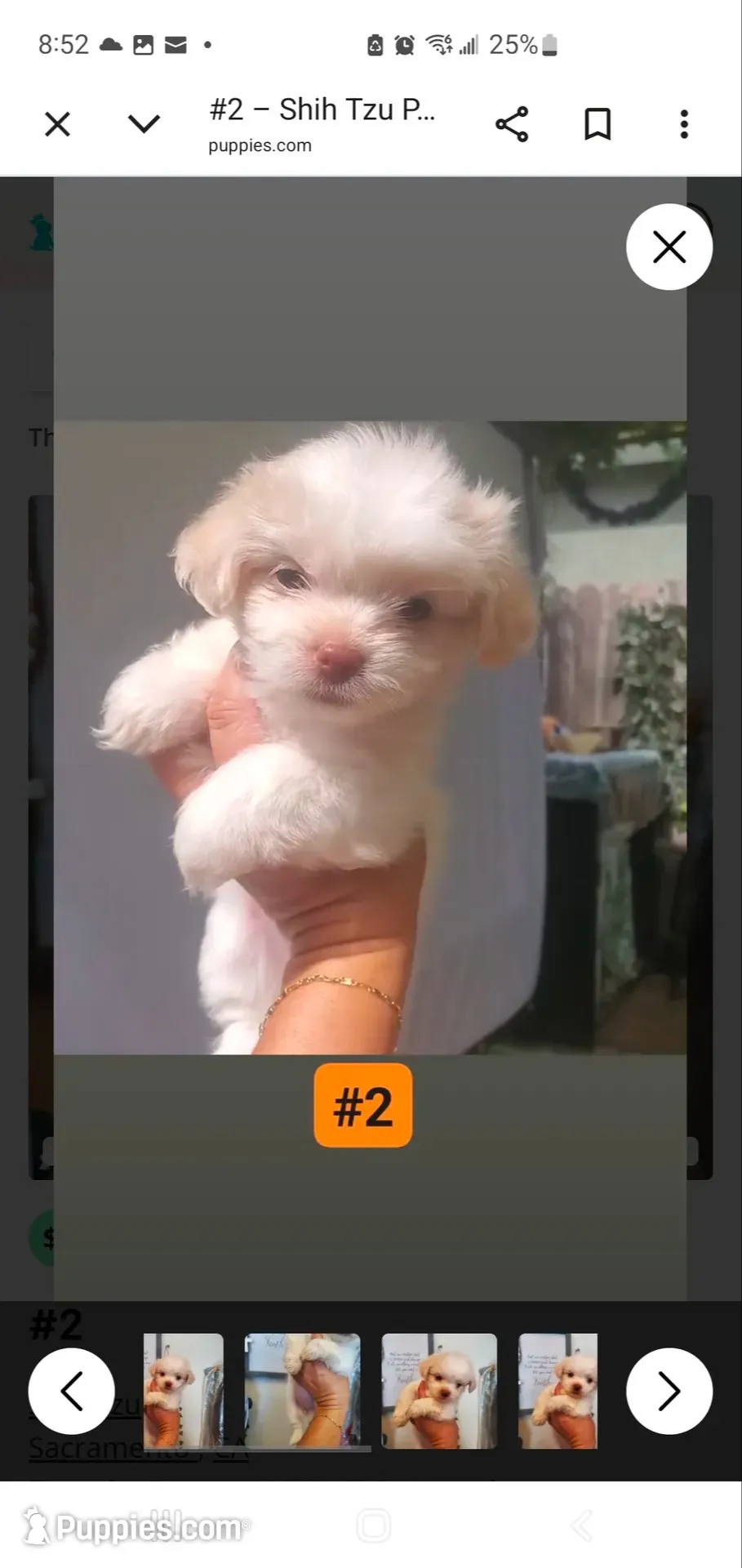 #2, a female Shih Tzu for sale in Sacramento, CA – 1 of 10
