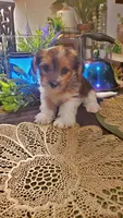 Cute face boy shih-tzu, a male Shih Tzu for sale in Sacramento, CA – 1 of 10
