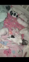 New shitzu baby alert , a female Shih Tzu for sale in Sacramento, CA – 2 of 5