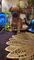 Baby tan girl cute face, a female Chihuahua for sale in Sacramento, CA – 5 of 10