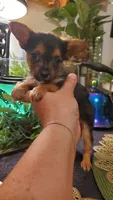 Yorkie t-cup boy micro mini, a male Chihuahua and Yorkshire Terrier for sale in Sacramento, CA – 9 of 10