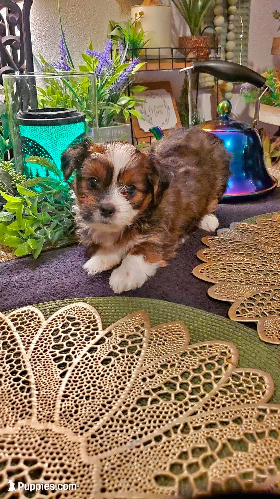 Beautiful Red Boy, a male Shih Tzu for sale in Sacramento, CA – 4 of 10