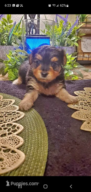 Yorkie girl fluffy – Yorkshire Terrier puppy for sale in Sacramento, CA