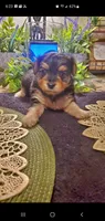 Yorkie girl fluffy, a female Yorkshire Terrier for sale in Sacramento, CA – 1 of 8