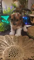 Cute face boy shih-tzu, a male Shih Tzu for sale in Sacramento, CA – 6 of 10