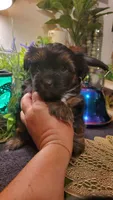 Black teddy bear fluffy boy 🖤 , a male Shih Tzu for sale in Sacramento, CA – 5 of 10