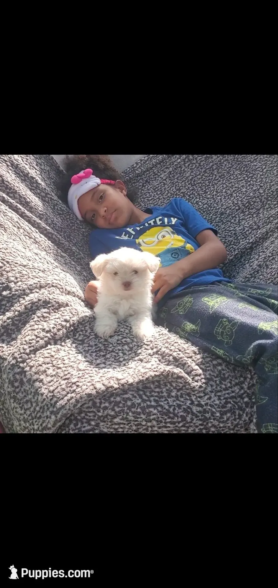 #3 big white fluffy boy, a male Shih Tzu for sale in Sacramento, CA – 2 of 10