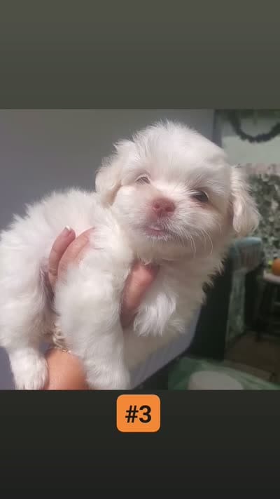 Little White ghostie boy for halloween, a male Shih Tzu for sale in Sacramento, CA – 10 of 10