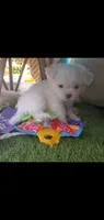 Little white ghostie girl for halloween, a female Shih Tzu for sale in Sacramento, CA – 4 of 8