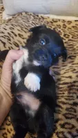Black and white paw boy, a male Chihuahua for sale in Sacramento, CA – 8 of 10