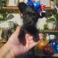 black girl tcup long hair chihuahua , a female Chihuahua for sale in Sacramento, CA – 4 of 10