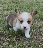 Bentley blue, a male Pembroke Welsh Corgi for sale in Spring Hill, FL – 4 of 6
