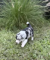 Pink Merle, a female Border Collie for sale in Spring Hill, FL – 4 of 10