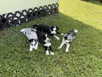 Black and white Border Female, a female Border Collie for sale in Spring Hill, FL – 9 of 10