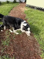 Blue Merle Female, a female Border Collie for sale in Spring Hill, FL – 7 of 10