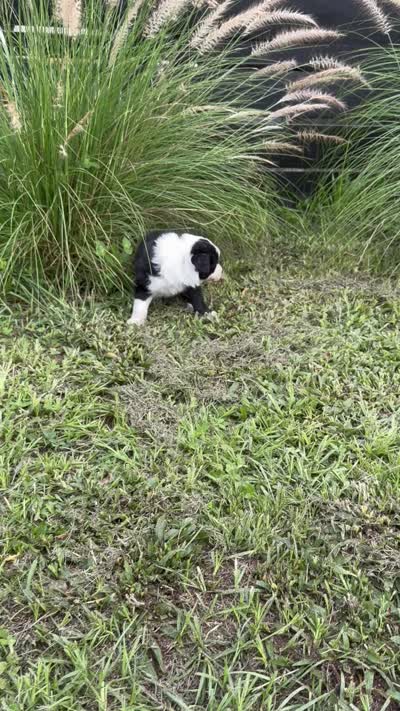 Black Border, a male Border Collie for sale in Spring Hill, FL – 6 of 8